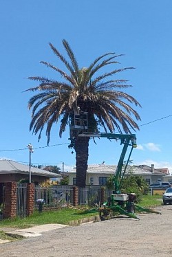 Tree removal