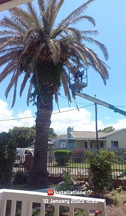 Tree felling