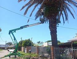 Tree felling
